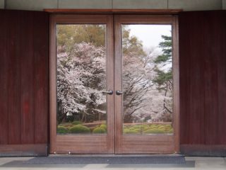 3/21 桜祭り ー 同窓会定期総会・DAY賞表彰式・卒業50周年記念式典 ーのご案内